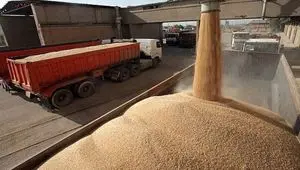 آخرین اخبار گندم طی ۲۴ ساعت گذشته | از کاهش تولید گندم از ۱۳ میلیون تن به ۸ تا ۹ میلیون تن تا خرید تضمینی گندم 