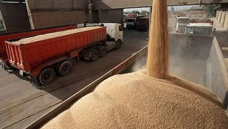 آخرین اخبار گندم طی ۲۴ ساعت گذشته | از کاهش تولید گندم از ۱۳ میلیون تن به ۸ تا ۹ میلیون تن تا خرید تضمینی گندم 