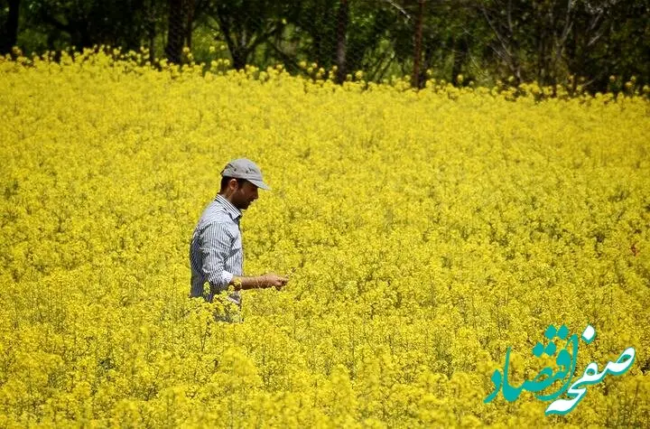 جزئیات جهش کشت دانه های روغنی در استان مرکزی اعلام شد