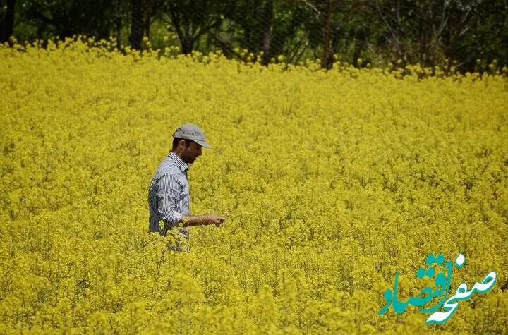 جزئیات جهش کشت دانه های روغنی در استان مرکزی اعلام شد