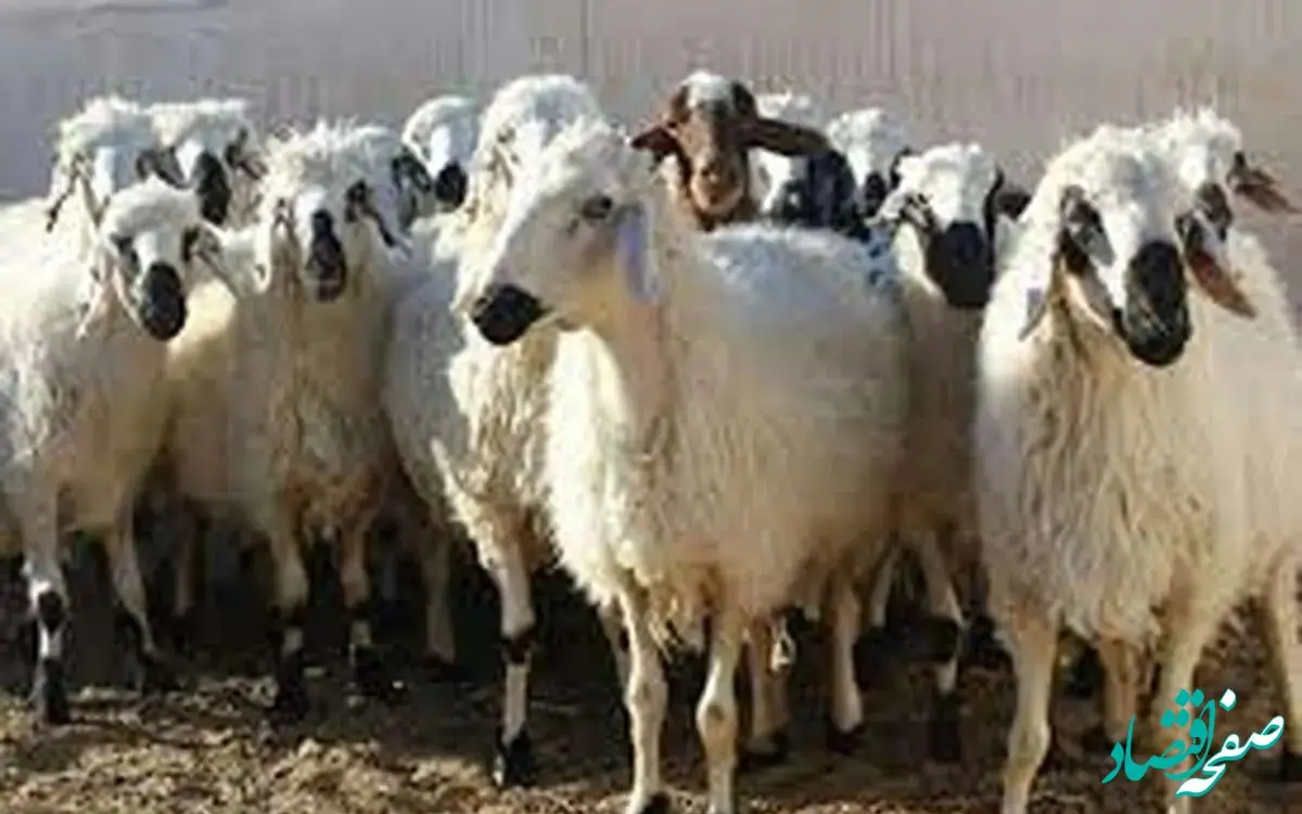 قیمت دام زنده سه شنبه ۲۳ مرداد ماه ۱۴۰۳ چقدر شد؟ 