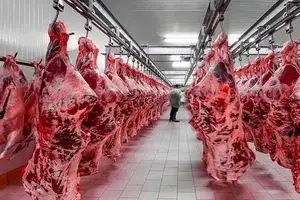 قیمت گوشت هنوز آرام نگرفته / دامداران با مشکلات نهاده دست و پنجه نرم می‌کنند