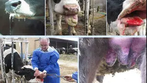 استفاده از فناوری هوش مصنوعی در کنترل بیماری تب برفکی