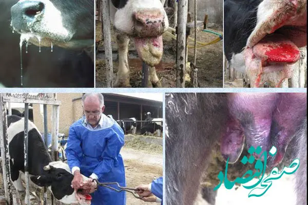 استفاده از فناوری هوش مصنوعی در کنترل بیماری تب برفکی