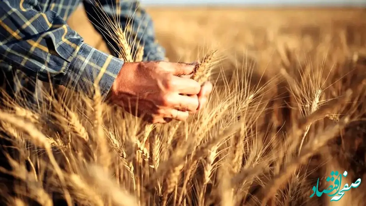 قیمت تضمینی گندم 27,500 تومان؛ راهکاری برای کاهش کسری بودجه یا نابودی کشاورزی؟
