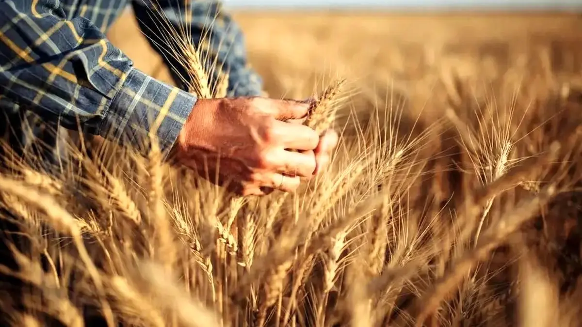 قیمت تضمینی گندم 27,500 تومان؛ راهکاری برای کاهش کسری بودجه یا نابودی کشاورزی؟