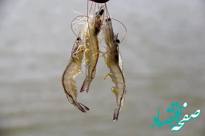 واگذاری سایت ۱۷۰ هکتاری مزین به نام شهدای خدمت به ۸۲ سرمایه‌گذار حوزه پرورش میگو به روش متراکم