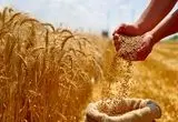 آخرین خبر از پرداخت مطالبات گندمکاران امروز شنبه ۱۶ خرداد ۱۴۰۵ | تکلیف مطالبات گندمکاران چه شد؟ 