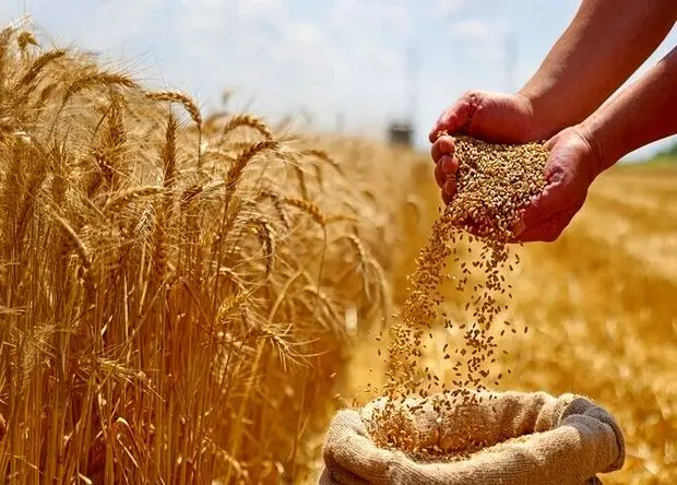 آخرین خبر از پرداخت مطالبات گندمکاران امروز شنبه ۱۶ خرداد ۱۴۰۵ | تکلیف مطالبات گندمکاران چه شد؟ 
