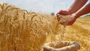 آخرین خبر از پرداخت مطالبات گندمکاران امروز شنبه ۱۶ خرداد ۱۴۰۵ | تکلیف مطالبات گندمکاران چه شد؟ 
