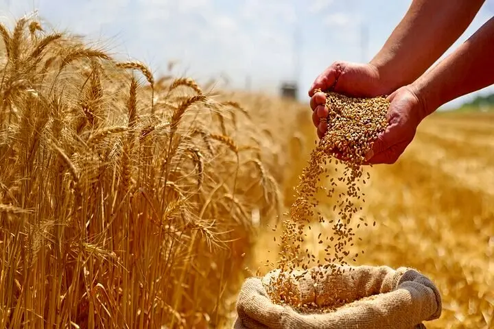 آخرین خبر از پرداخت مطالبات گندمکاران امروز شنبه ۱۶ خرداد ۱۴۰۵ | تکلیف مطالبات گندمکاران چه شد؟ 