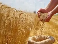 آخرین خبر از پرداخت مطالبات گندمکاران امروز شنبه ۱۶ خرداد ۱۴۰۵ | تکلیف مطالبات گندمکاران چه شد؟ 