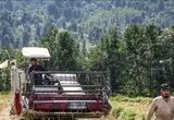 تعرفه برداشت مکانیزه برنج برای سال ۱۴۰۵ تعیین شد
