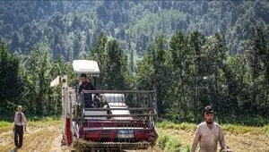 تعرفه برداشت مکانیزه برنج برای سال ۱۴۰۵ تعیین شد