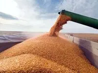 آخرین خبر از پرداخت مطالبات گندمکاران امروز پنجشنبه ۱۱ مرداد ماه ۱۴۰۳ | از خرید تضمینی گندم چه خبر؟