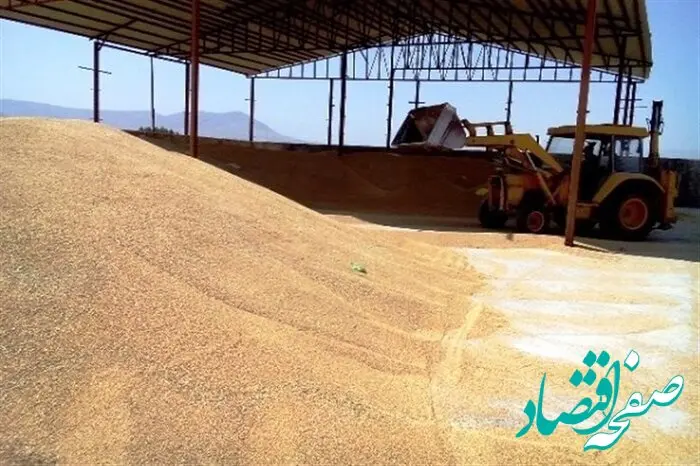 قیمت خرید تضمینی گندم در سال ۱۴۰۳ به ازای هر کیلوگرم / قیمت دقیق گندم اعلام شد 
