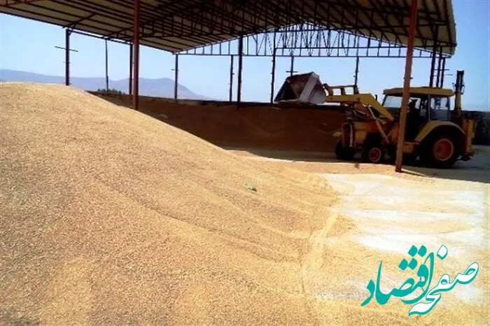 قیمت خرید تضمینی گندم در سال ۱۴۰۳ به ازای هر کیلوگرم / قیمت دقیق گندم اعلام شد 