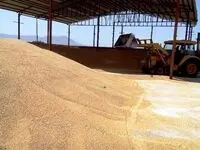 قیمت خرید تضمینی گندم در سال ۱۴۰۳ به ازای هر کیلوگرم / قیمت دقیق گندم اعلام شد 