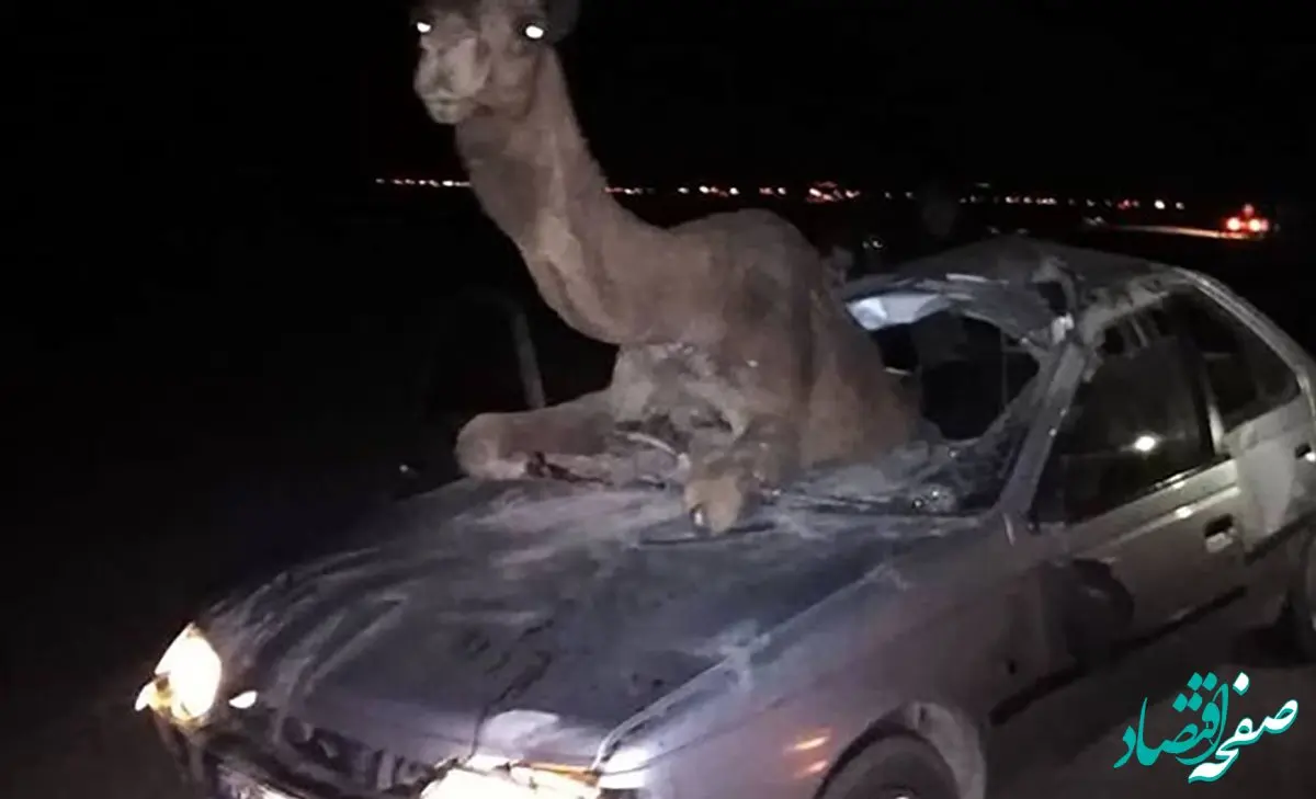 405 با شتر برخورد کرد و 5 مصدوم بر جای گذاشت + جزئیات 