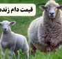 قیمت دام زنده روز عید قربان امروز ۱۶ خرداد ۱۴۰۴ | کیلویی ۳۴۰ هزار تومان + ویدئو