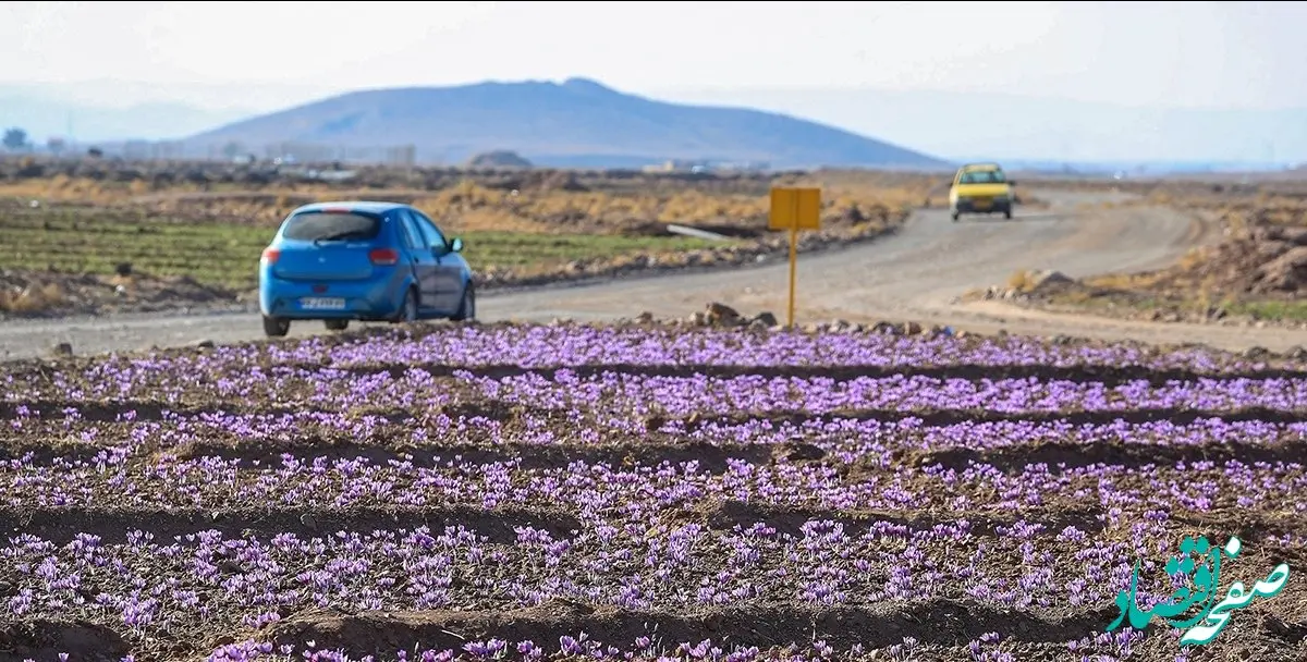 قیمت زعفران امروز ۱۲ آذر ۱۴۰۲ + قیمت زعفران سرگل