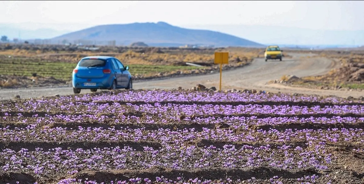 قیمت زعفران امروز ۱۲ آذر ۱۴۰۲ + قیمت زعفران سرگل