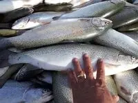 آخرین قیمت انواع ماهی امروز چهارشنبه ۳ بهمن ۱۴۰۳/ماهی قزل آلا چند؟
