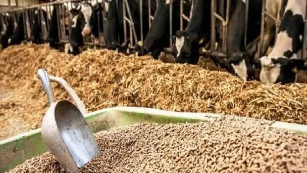 سرنوشت نهاده‌های دامی نباید در ابهام بماند؛ جهاد کشاورزی مسئول مستقیم پاسخگویی است