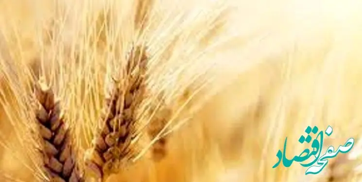 خبر آخر از نرخ واقعی گندم