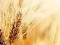 خبر آخر از نرخ واقعی گندم