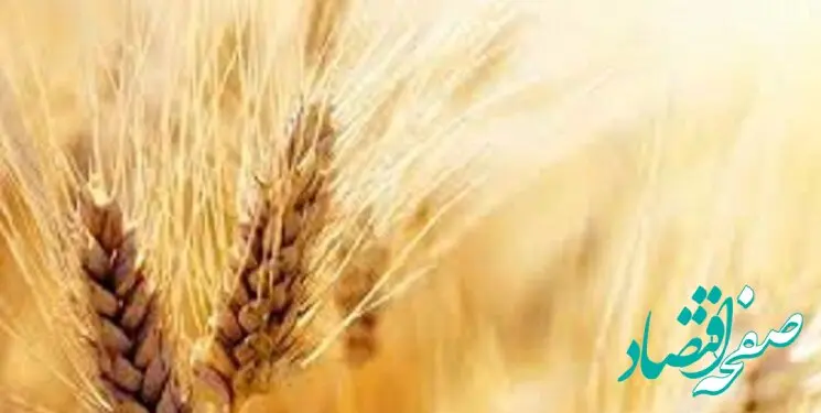 خبر آخر از نرخ واقعی گندم