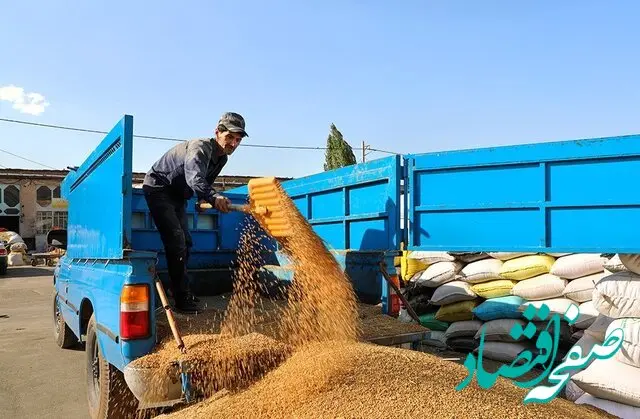 خرید تضمینی گندم در محلات با  ۶۱درصد افزایش