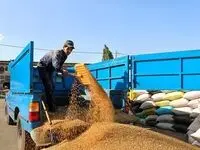 خرید تضمینی گندم در محلات با  ۶۱درصد افزایش