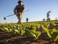 خیلی فوری؛ گندم و غلات را به جای امن ببرید
