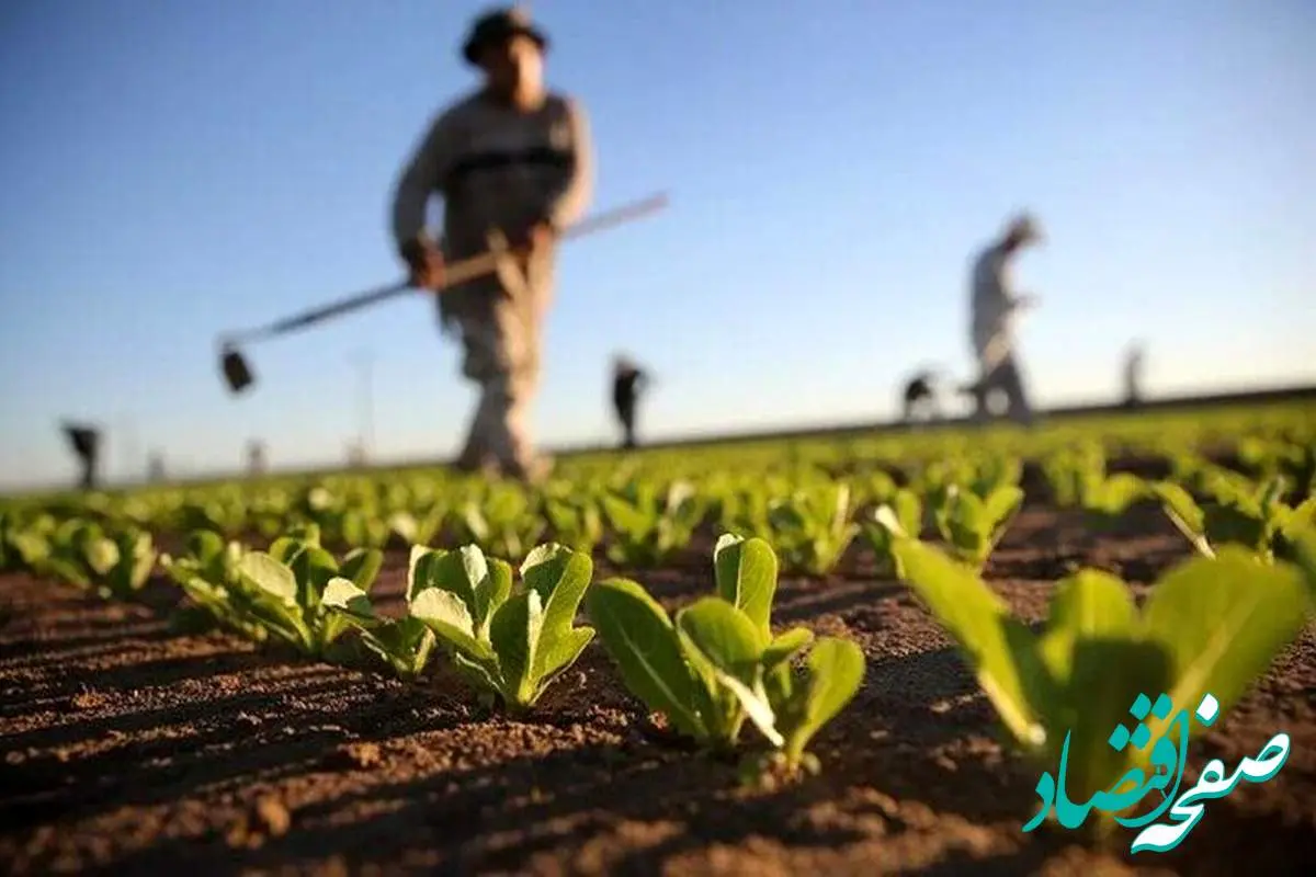 خیلی فوری؛ گندم و غلات را به جای امن ببرید