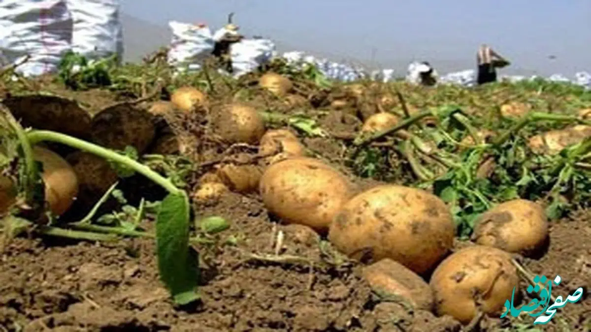 نگرانی ها برای کمبود سیب زمینی برطرف شد