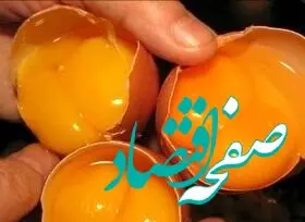 قیمت تخم مرغ امروز ۵ اردیبهشت ۱۴۰۳ | قیمت تخم مرغ ۶۴۰ هزار تومان شد + جدول