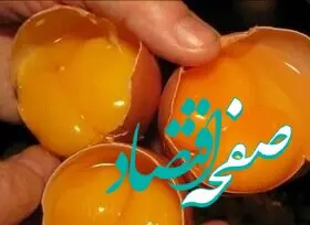 قیمت تخم مرغ امروز ۵ اردیبهشت ۱۴۰۳ | قیمت تخم مرغ ۶۴۰ هزار تومان شد + جدول