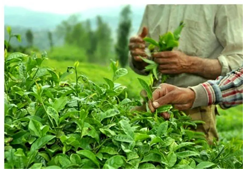 آخرین خبر از پرداخت مطالبات چایکاران امروز شنبه ۲۶ اردیبهشت ۱۴۰۵ 