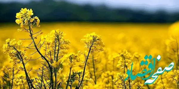 جزئیات برآورد تولید بیش از هزار و ۶۰۰ تن کلزا در این استان