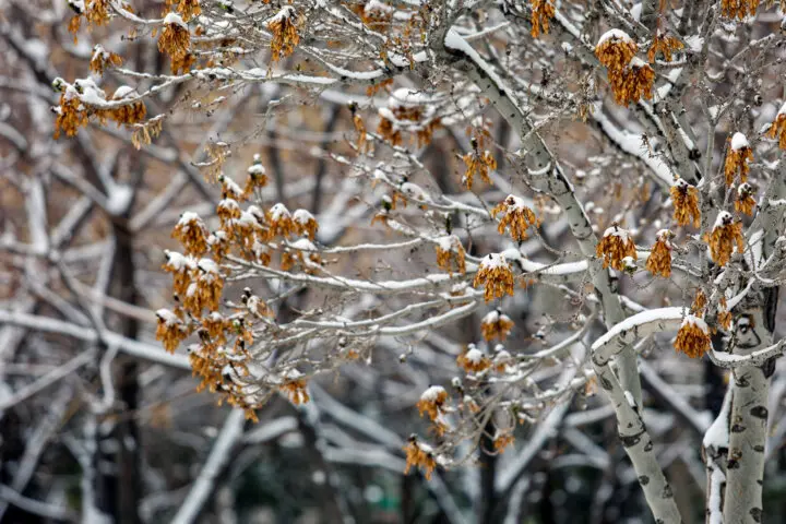 خبر فوری از بارش برف و باران در این ۲۶ استان | کدام استان ها برفی می شود؟ 