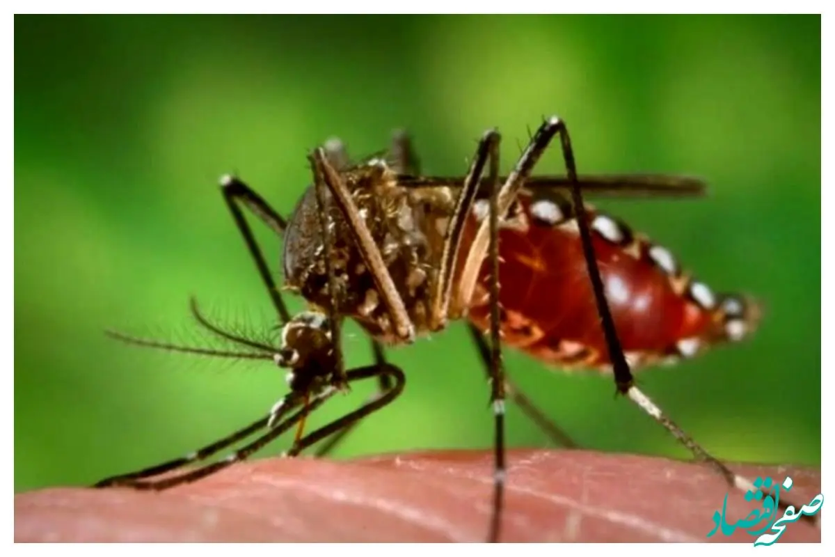 آخرین جزئیات از مناطق آلوده کشور به پشه آئدس/ وزارت بهداشت هشدار داد