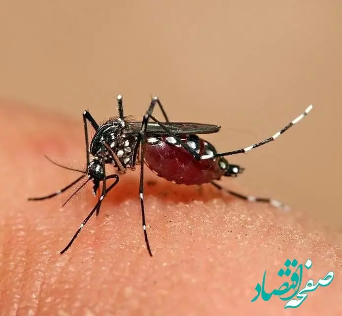 همه چیز از پشه آئدس ناقل بیماری تب دنگی /منتظر پیک بیماری در شهریور یا مهر خواهیم بود؟ 