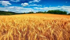 در صورت بی توجهی به اصلاح نرخ، خرید تضمینی گندم کمتر از ۹ میلیون تن خواهد بود