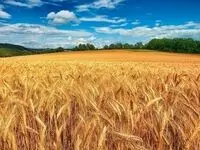 در صورت بی توجهی به اصلاح نرخ، خرید تضمینی گندم کمتر از ۹ میلیون تن خواهد بود