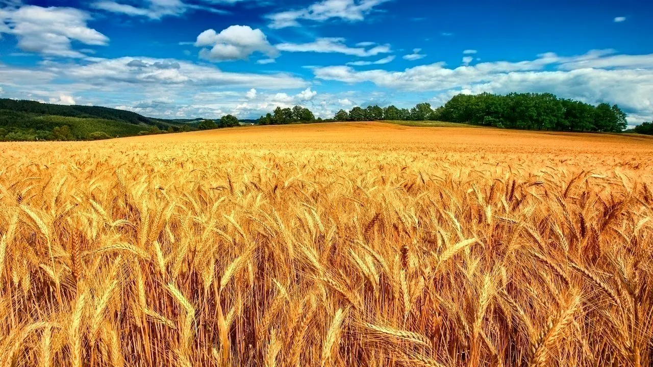 در صورت بی توجهی به اصلاح نرخ، خرید تضمینی گندم کمتر از ۹ میلیون تن خواهد بود