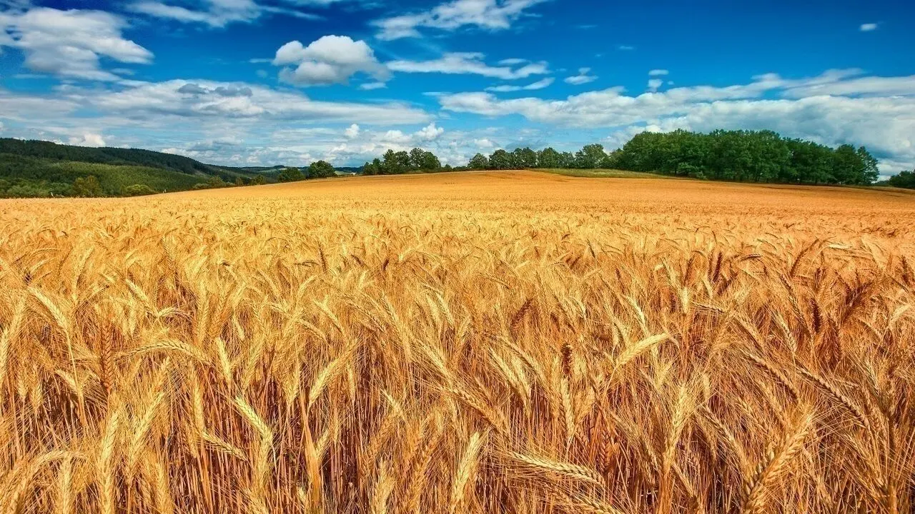 در صورت بی توجهی به اصلاح نرخ، خرید تضمینی گندم کمتر از ۹ میلیون تن خواهد بود