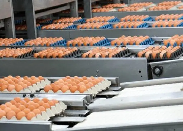ابلاغ ممنوعیت صادرات تخم مرغ خوراکی + جزئیات