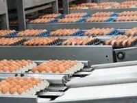 ابلاغ ممنوعیت صادرات تخم مرغ خوراکی + جزئیات