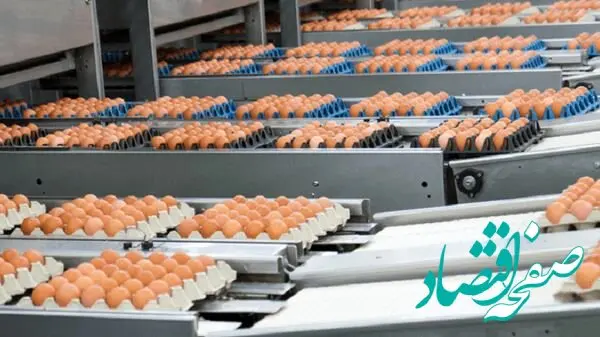 ابلاغ ممنوعیت صادرات تخم مرغ خوراکی + جزئیات